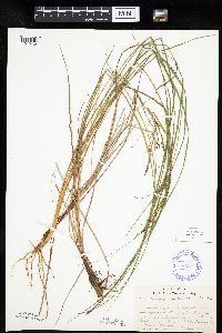Carex lenticularis image