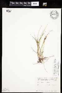 Carex lenticularis image