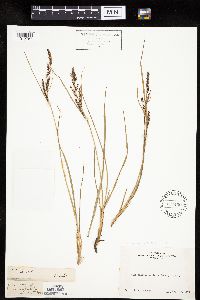 Carex lenticularis image