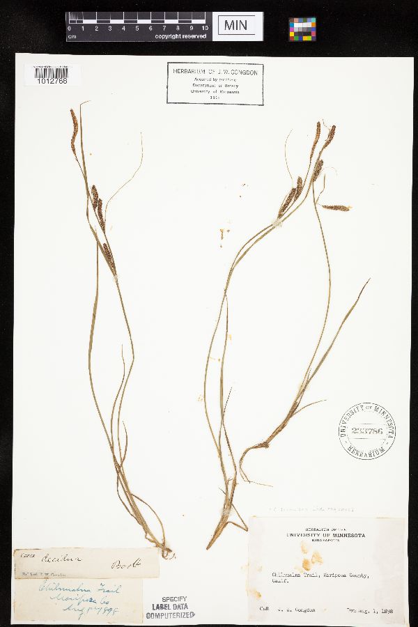 Carex lenticularis image