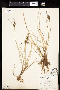 Carex lenticularis image