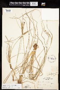 Carex lenticularis image