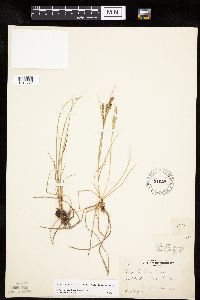Carex lenticularis image