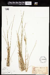 Carex lenticularis image