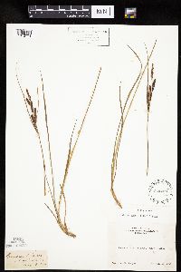Carex lenticularis image