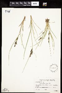 Carex lenticularis image