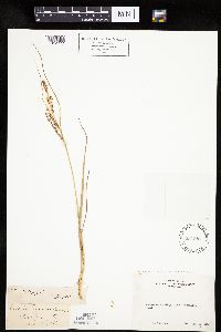 Carex lenticularis image