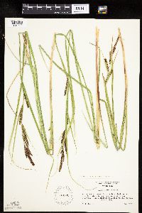 Carex lenticularis image