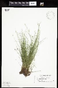 Carex leptalea image