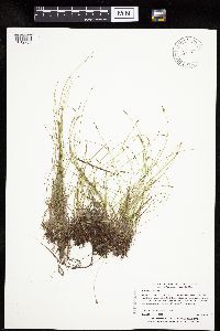 Carex leptalea image