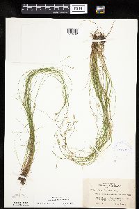 Carex leptalea image