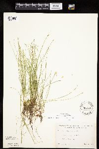 Carex leptalea image