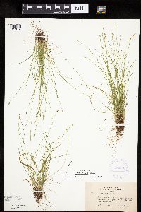 Carex leptalea image