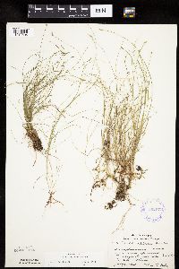 Carex leptalea image