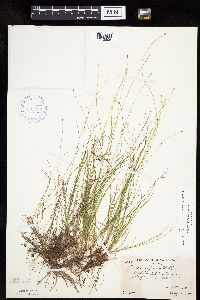 Carex leptalea image