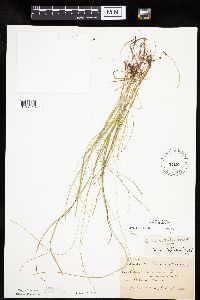 Carex leptalea image