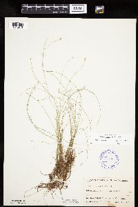 Carex leptalea image