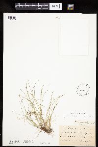 Carex leptalea image