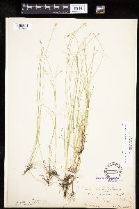 Carex leptalea image