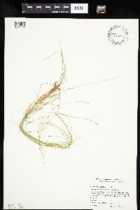 Carex leptalea image