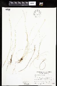 Carex leptalea image
