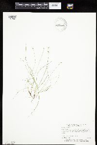 Carex leptalea image