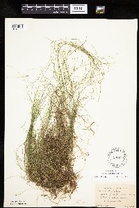 Carex leptalea image