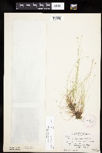 Carex leptalea image