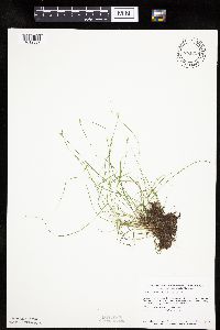 Carex leptalea image