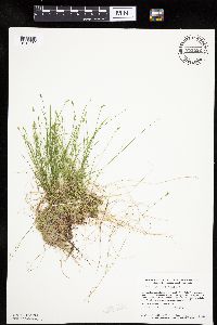 Carex leptalea image