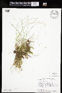 Carex leptalea image