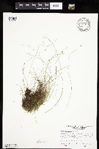 Carex leptalea image