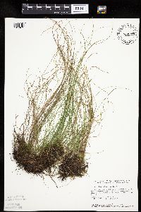 Carex leptalea image