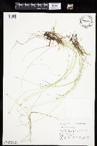 Carex leptalea image