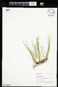 Carex leptalea image