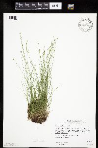 Carex leptalea image
