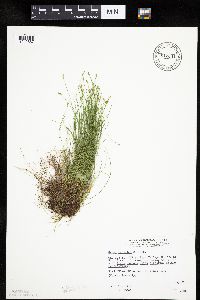 Carex leptalea image
