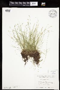 Carex leptalea image