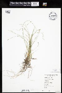 Carex leptalea image