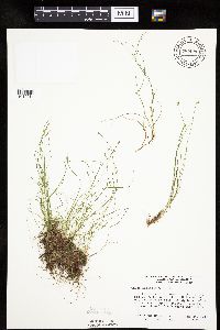 thumbnail image of current specimen