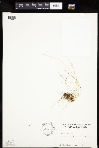 Carex leptalea image
