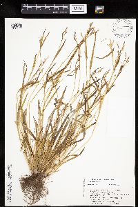 Carex leptonervia image