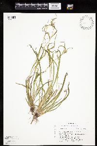 Carex leptonervia image