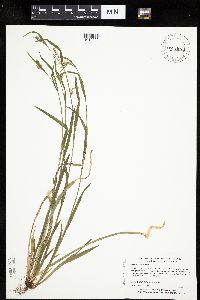 Carex leptonervia image