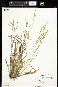 Carex leptonervia image