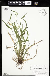 Carex leptonervia image