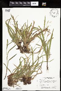 Carex leptonervia image