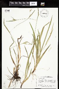 Carex leptonervia image