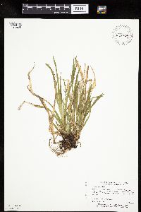 Carex leptonervia image