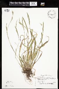 Carex leptonervia image